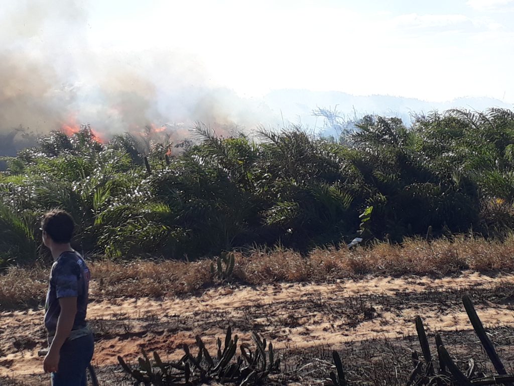 Fogo destrói parte de restinga da APA Guanandy em Itapemirim